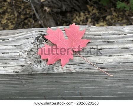 Pink fall leaf on a log