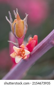 Pink False Yucca Blooms Up Close