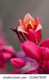 Pink False Yucca Blooms Up Close