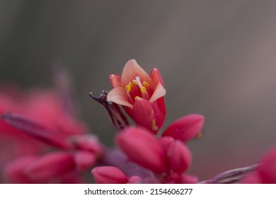 Pink False Yucca Flowers Up Close