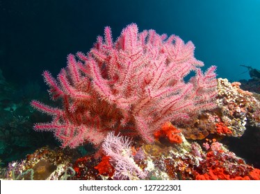 Pink Fan Coral And Fish In Cebu, Philippines