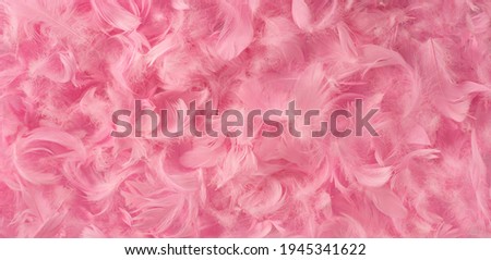 Pink feather background. Fluffy cherry blossom pink feather fashion design horizontal border