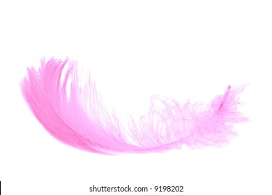 Pink Feather Isolated On White Background