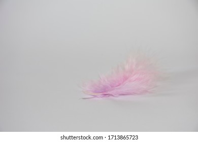 Plume D Ange Photos Et Images De Stock Shutterstock Plume D Ange Photos Et Images De Stock Shutterstock