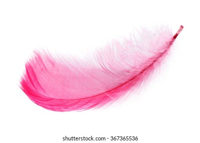 Pink Feather Over White Background