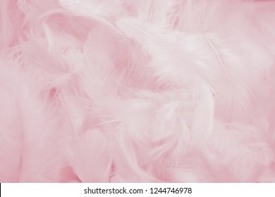 Pink Feathers Texture Background