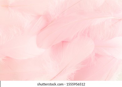 157,683 Pink feather background Images, Stock Photos & Vectors ...