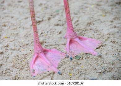 5,767 Flamingo feet Images, Stock Photos & Vectors | Shutterstock