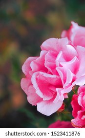 Pink Fierce Rose For Lasting Impression