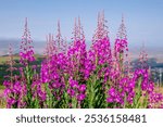 Pink fireweed flowers in a field