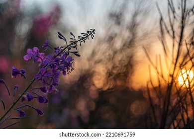 Pink Fireweed Flowers In A Field At Sunset