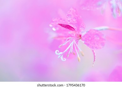 Pink fireweed flowers with waterdrops close up on an blur pink background