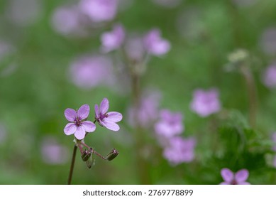 Pink, five-petaled, with two small clusters of flowers.