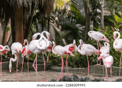 Pink flamingo animal, wading birds of the family Phoenicopteridae, inhabiting tropical greenery in Zoological Park, Indonesia - Shutterstock ID 2288309995