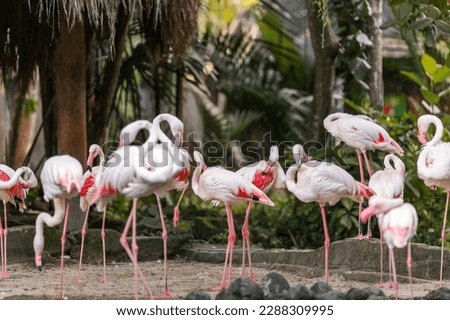 Pink flamingo animal, wading birds of the family Phoenicopteridae, inhabiting tropical greenery in Zoological Park, Indonesia