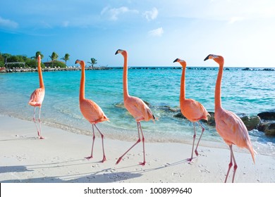 Pink flamingo, Aruba island