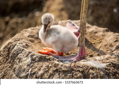 Pink Flamingo And Baby Chick