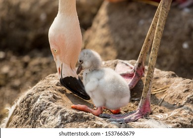 Pink Flamingo And Baby Chick