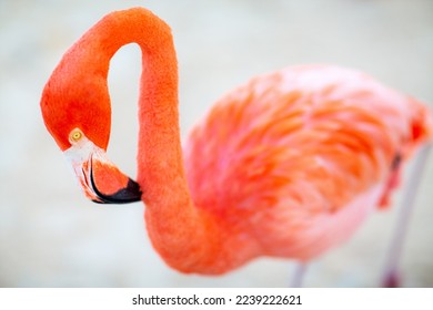 Pink flamingo at beach in Aruba
