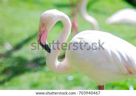 pink Flamingo bird on a dark green background 