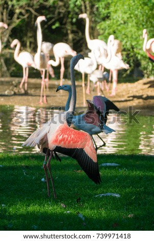 Pink flamingo birds on green grass close up