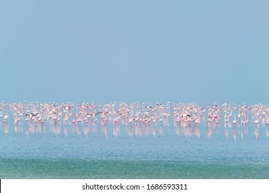 Pink Flamingo Birds Walking In The Sambhar Salt Lake In Rajasthan. India