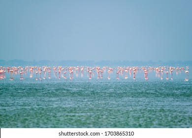 Pink Flamingo Birds Walking In The Sambhar Salt Lake In Rajasthan. India