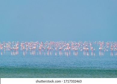 Pink Flamingo Birds Walking In The Sambhar Salt Lake In Rajasthan. India