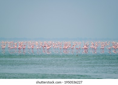 Pink Flamingo Birds Walking In The Sambhar Salt Lake In Rajasthan. India