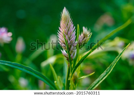 Pink flamingo celosia flowers growing in a field. Feather like, pink tips.