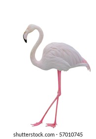 Pink Flamingo With Clipping Path On White Background.
