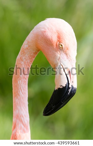 Similar – Portait of a flamingo (lat. Phoenicopteridae), captive