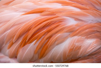 Pink Flamingo Color Isolated