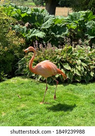 Pink Flamingo In Coton Manor Gardens