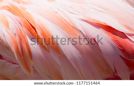 Pink Flamingo feather texture pattern background