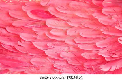 Pink Flamingo Feathers