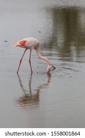 Pink Flamingo Fishing On A Quiet Muddy Water Pond In La Camargue Wetlands, France