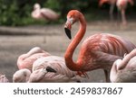 pink flamingo in a flock by the water