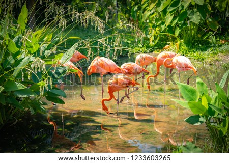 Pink flamingo flock sitting on lake in nature
