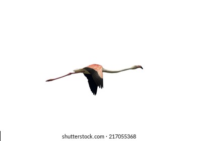 Pink Flamingo Flying Isolated On White