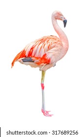 Pink flamingo, isolated on white background