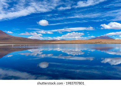 Pink Flamingo In Lake Hedionda , Bolivia. Panorama