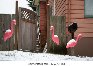 Pink Flamingo Lawn Ornaments On A Snow Covered Front Yard