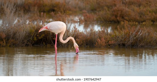 Pink Flamingo Looks For Food In The Molentargius Pond In Cagliari, Southern Sardinia
