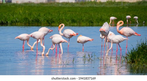 pink flamingo looks for food in the pond in Oristano, southern Sardinia
