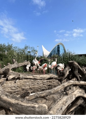Pink flamingo from Oceanographic in Valencia, Spain