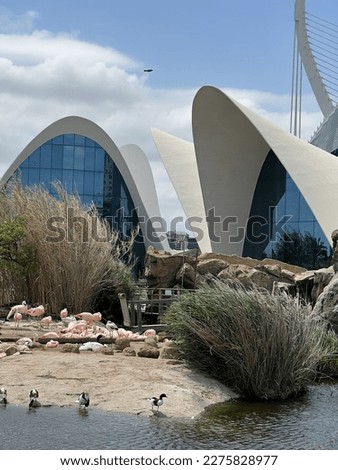Pink flamingo from Oceanographic in Valencia, Spain