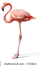 Pink Flamingo On White