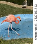 Pink flamingo in the pool of the Louisiana Purchase Zoo in Monroe, Louisiana.