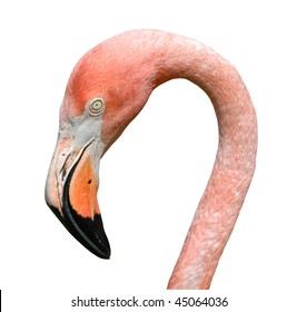 Pink Flamingo Portrait Isolated on White Background with Clipping Path